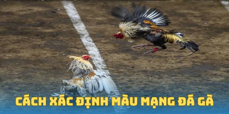 Cách xác định màu mạng đá gà